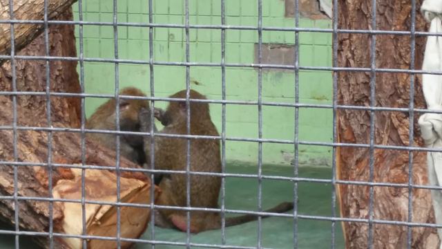 Обезьяна старательно выбирает блохи своей подруге,стоит посмотреть смотреть онлайн