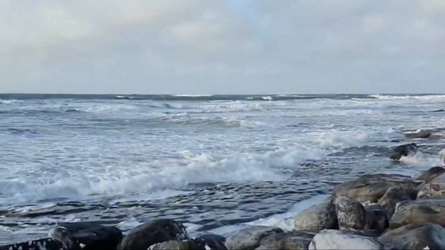 Серебристая чайка - Larus argentatus смотреть онлайн