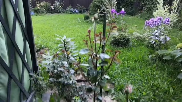 Роза Дон жуан, транквилити, артемис, Алегрия, дессе, Клэр маршал. Rose смотреть онлайн