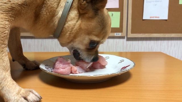 ЧИХУАХУА ЕСТ СЫРОЕ МЯСО! Андрей Шумилов, чихуа, чихуахуа, чихуашки, собачки, собаки, чихуашка, чих смотреть онлайн