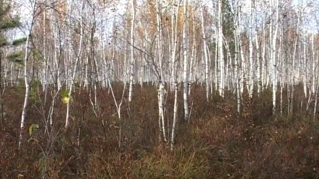 Альменевский район. ГЕО 45 смотреть онлайн