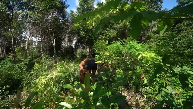 Build Incredible Fastest Wooden House Method with Grass Roof смотреть онлайн