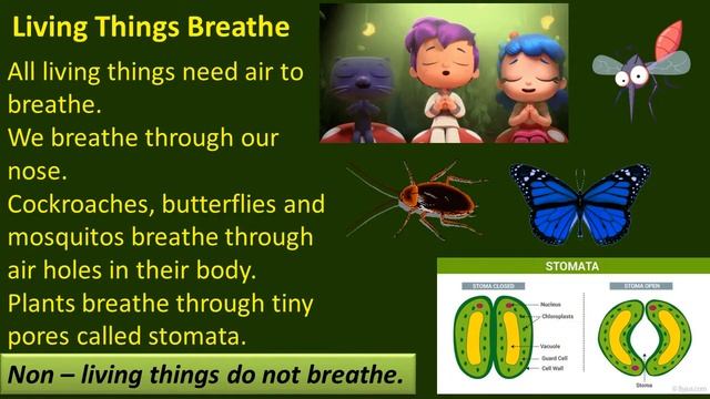 Living & Non-Living Things ( Grade 3 Science ) CBSE Syllabus смотреть онлайн