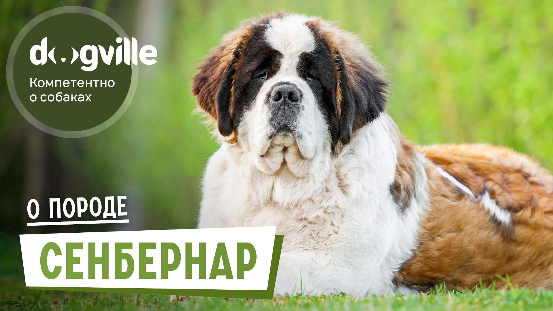 Сенбернар – О породе – Как выбрать щенка Сенбернара? смотреть онлайн