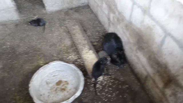 Дезинфекция курятника. Избавляюсь от куриного клеща. Небольшой обзор хозяйства. смотреть онлайн