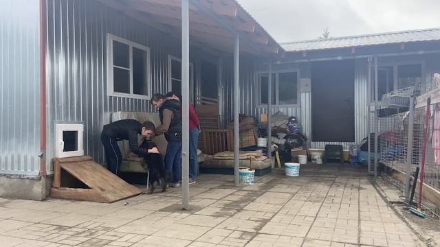 Спасение животных / Второй шанс на пристрой для отказника из приюта смотреть онлайн