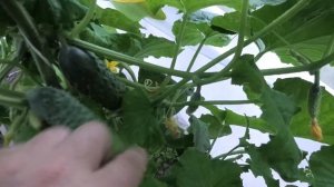 ? Огурец ФОРСАЖ  F1| НАРОДНЫЙ ВЫБОР| Часть 2. Идеальный огурец для овощеводов любителей!?