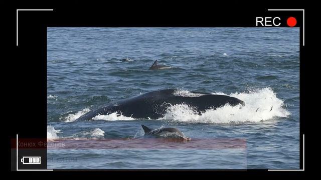 Конюх Федоров по путям миграции голубых китов смотреть онлайн