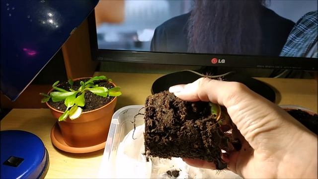 Пересадка венериной мухоловки