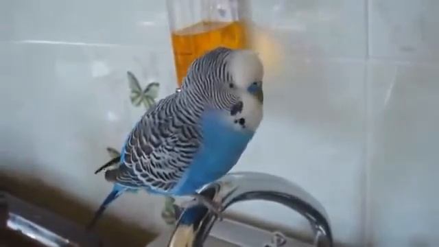 Как научить говорить волнистого попугая смотреть онлайн