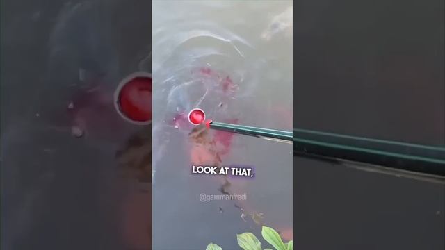 I tested the BEST FISH BAIT in the world! смотреть онлайн