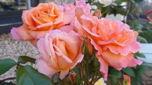 Roses Scent From Heaven / planted  December 2021