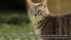 Как отучить кошку или кота гадить в цветочный горшок?