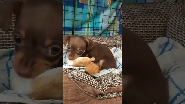 Щенок той терьера/русского терьера, 2 месяца. Первые часы дома. смотреть онлайн