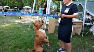 Выставка Амстафф/ Бадди лучшая собака Выставки!