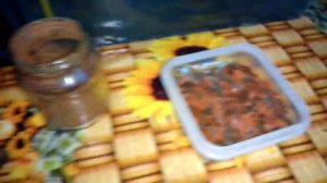 Кормление мальков Скалярий сухим кормам