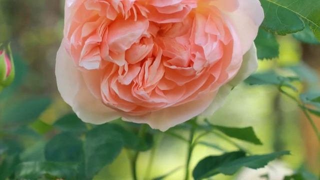 Rose Evelyn, Orange rose David Austin смотреть онлайн