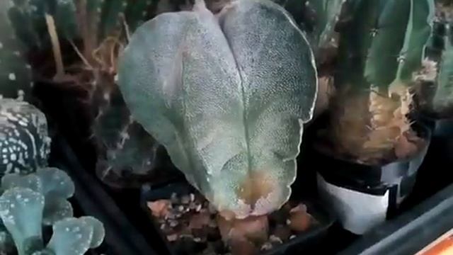 Мой способ подготовки к зимовки кактусов. смотреть онлайн