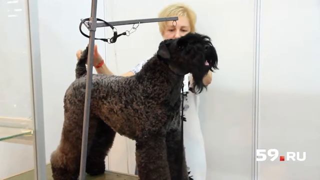 Собачье дефиле: от мопса до хаски