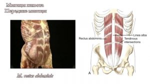 Мышцы живота: функциональная анатомия