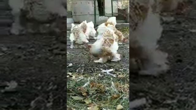 Brama Isabella white golden Брама золотисто белая #chicken #куры #tovuqlar #товук #brama #brahma смотреть онлайн