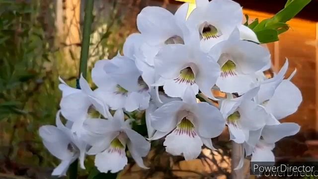 Орхидеи Дендробиум уход в домашних условиях. Dendrobium sanderae. смотреть онлайн