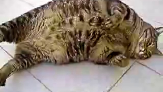 Очень толстый кот смотреть онлайн