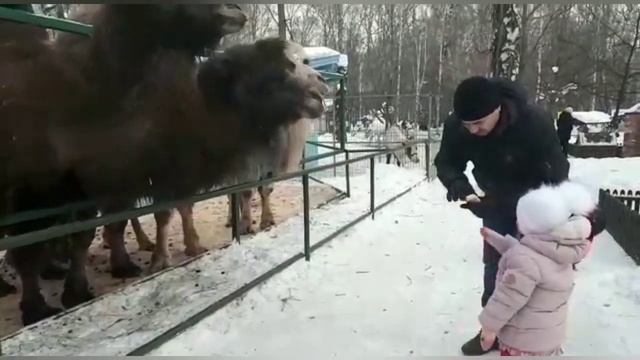 №65 ДЕТИ И ЖИВОТНЫЕ.КОНТАКТНЫЙ ЗООПАРК. смотреть онлайн