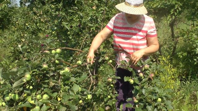 яблоня Алтайское пурпуровое продолжение смотреть онлайн