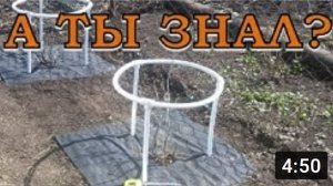 Красота с пользой: облагораживаем КУСТАРНИКИ???