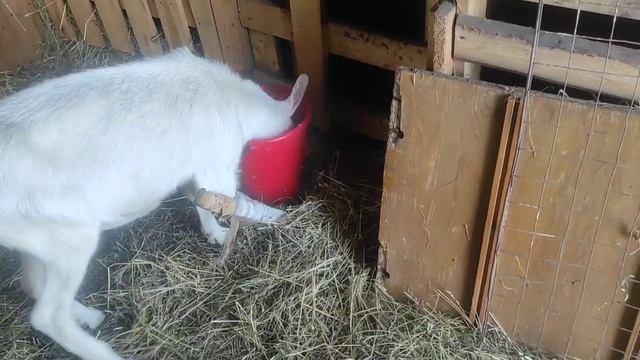 Что только не насоветуют сделать с козой.Ни когда так не делайте с животными смотреть онлайн