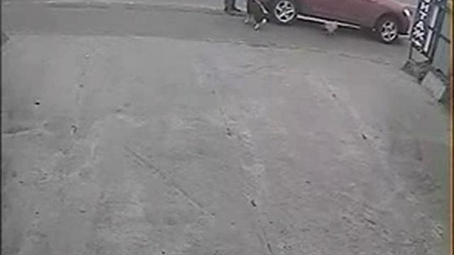 отравление собак возле шиномонтажа в Киеве смотреть онлайн