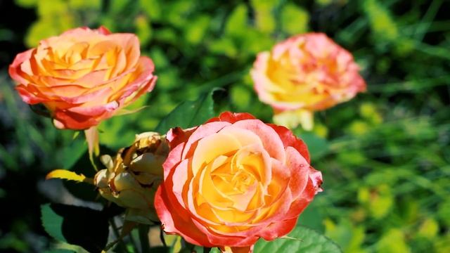 Красивые розы на поляне в саду | Футажи красивая природа [FullHD] смотреть онлайн
