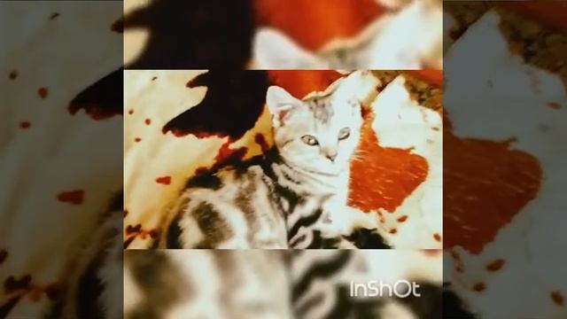 Кошка как в рекламе вискас Василиса смотреть онлайн