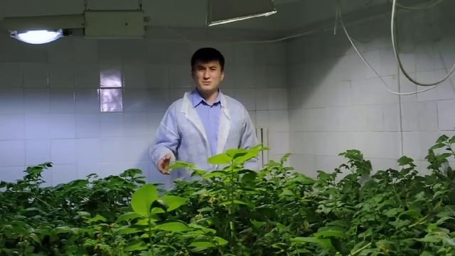 Семенной картофель сорта «УДАЧА» смотреть онлайн