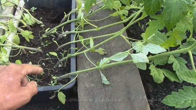 ВЕСНА. Майский репортаж 27 мая. О горизонтальной посадке томатов. смотреть онлайн