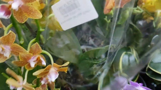 №436/ ДОЛГОЖДАННАЯ поставка СВЕЖИХ орхидей в маг. ROST OK. Много уценки смотреть онлайн