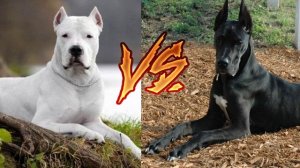 Аргентинский дог против Немецкого дога//Сила укуса//Animals Battle//Версус//Кто сильнее//