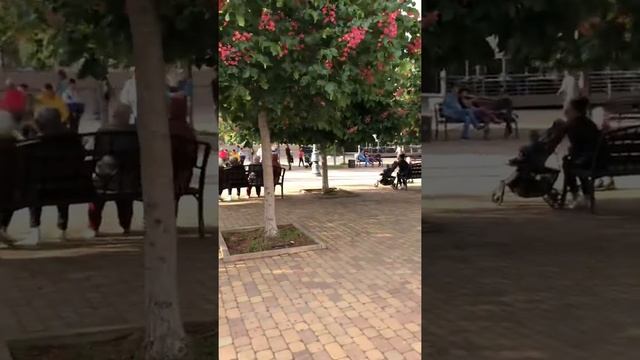 Новороссийск #вечер#каштаны#розовые каштаны#цветуткаштаны смотреть онлайн