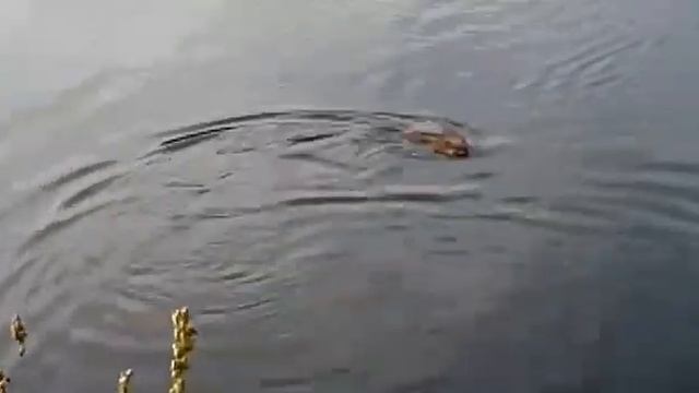 Ондатра в качканарском пруду смотреть онлайн