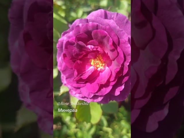 Минерва. флорибунда. rose-bushes.ru смотреть онлайн