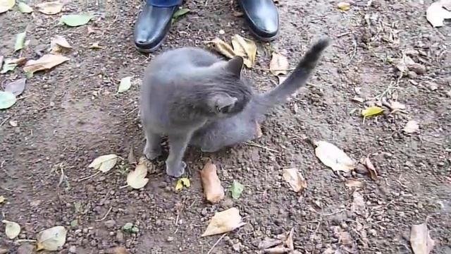 Ласковый котик на даче. смотреть онлайн