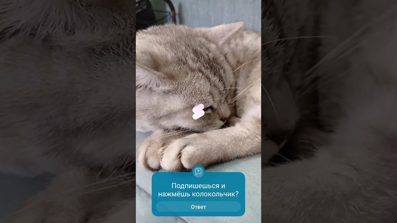 Милый котик #Shorts смотреть онлайн