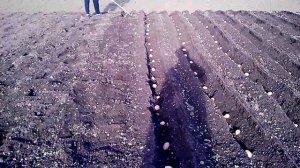 МОТОТЯПКА посадка картошки продолжение