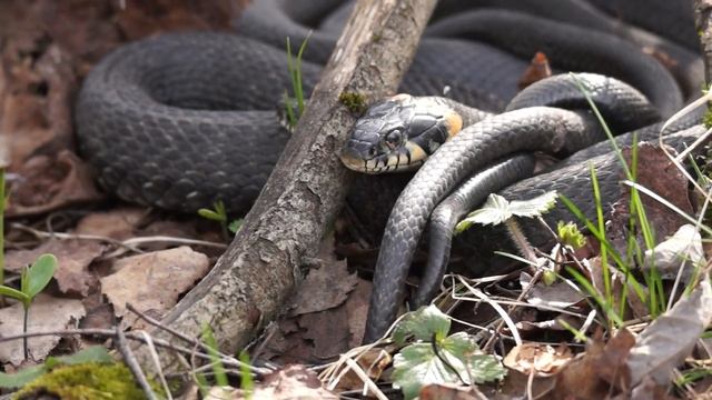 Весна у обыкновенных ужей (Natrix natrix) смотреть онлайн