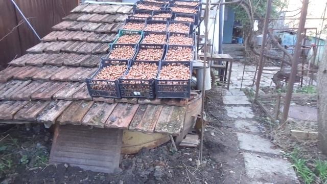 Урожай 22г. Лещину в каждый сад. С дорогами становится лучше смотреть онлайн