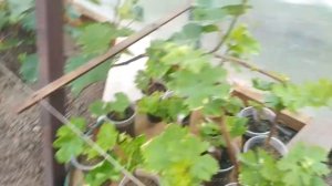 Посадка двух Вегитирующих саженцев винограда в одну яму!!! Два года и урожай! На ДВ 1.06.2021г. Июн