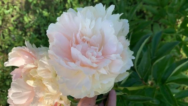 Peony Summer Glow (Hollingsworth 1992), channel YouTube : ПІВОНІЇ - ВСЕ ПРО НИХ смотреть онлайн