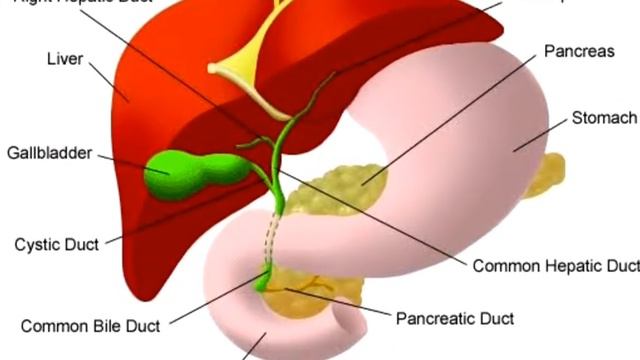 🤔 Why Is My Poop Green? | #health #education #science смотреть онлайн