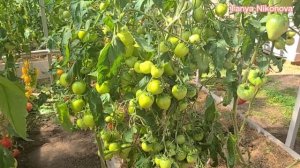 Томат АННА ГЕРМАН. Томат ЛИСКИН НОС.